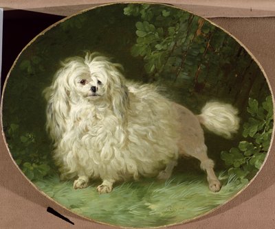 Portrait of a Poodle by Jean Jacques Bachelier
